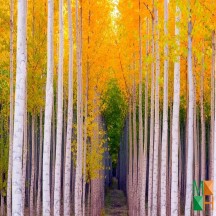 Tranh dán tường Hàn Quốc 3d khổ lớn ở Hà Nội NA - 428